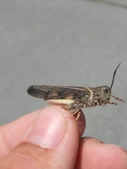 Cratypedes neglectus