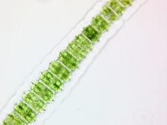 Desmidium