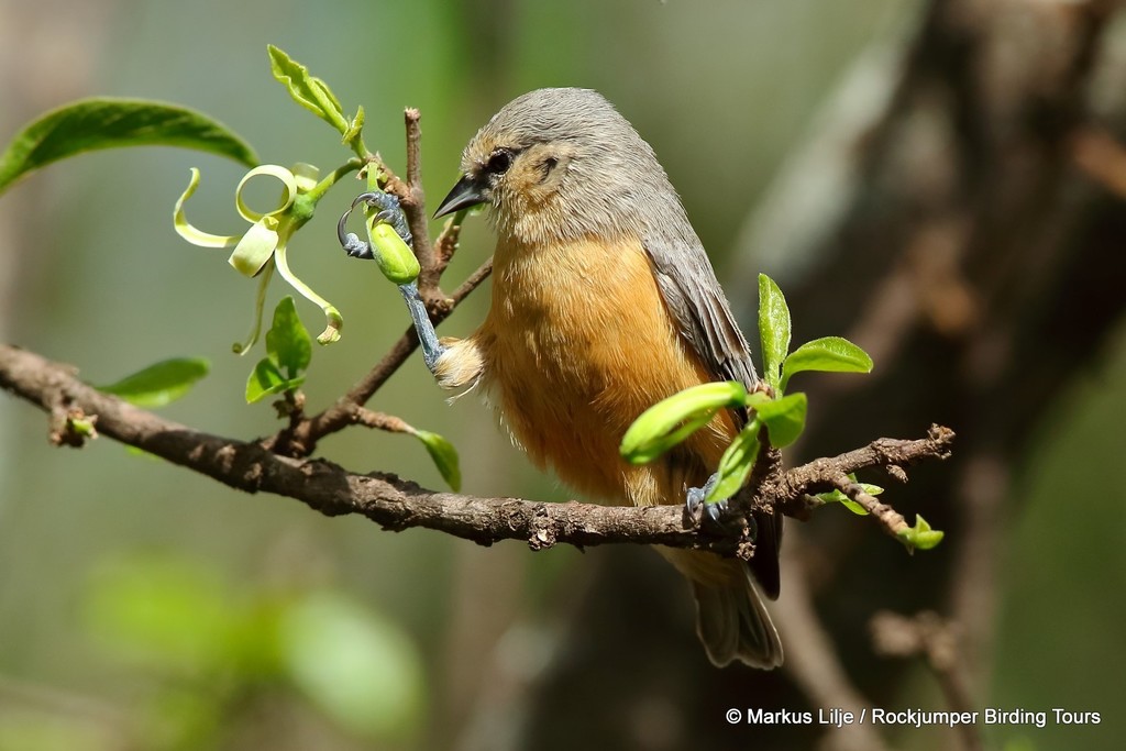African Penduline-Tit photo