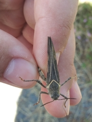 Cratypedes neglectus