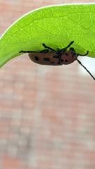 Tetraopes tetrophthalmus