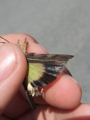 Cratypedes neglectus