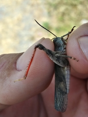 Cratypedes neglectus