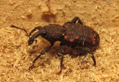 Steremnius carinatus