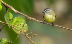 Phyllomyias griseiceps
