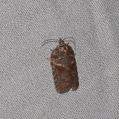 Acleris variana