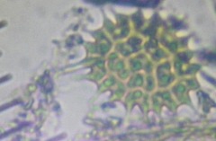 Hydrodictyaceae