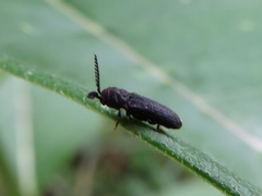 Sarpedon scabrosus