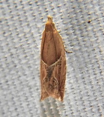 Ancylis comptana