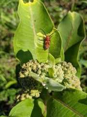 Tetraopes tetrophthalmus
