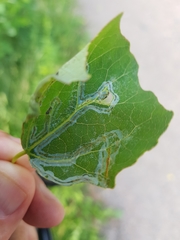 Phyllocnistis labyrinthella