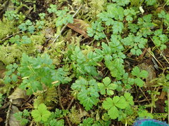 Coptis aspleniifolia