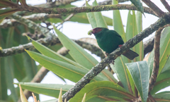 Chlorornis riefferii