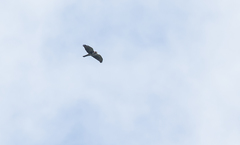 Buteo albigula