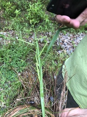 Paspalum laeve