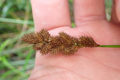 Carex tribuloides sangamonensis
