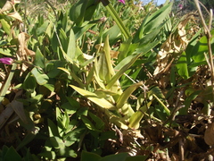 Chironia peduncularis