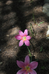 Zephyranthes carinata