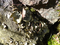 Umbilicaria hirsuta