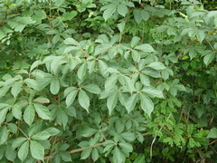 Vitex thyrsiflora