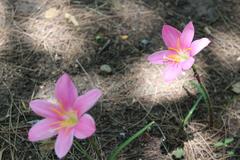Zephyranthes carinata
