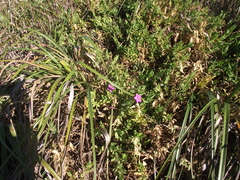 Chironia peduncularis