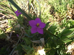 Chironia peduncularis