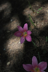 Zephyranthes carinata