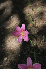 Zephyranthes carinata