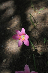 Zephyranthes carinata
