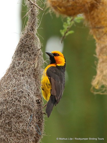 Black-necked Weaver