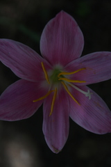 Zephyranthes carinata