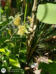 Epidendrum polyanthum