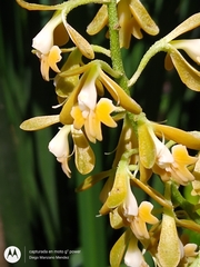 Epidendrum polyanthum