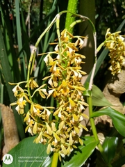 Epidendrum polyanthum