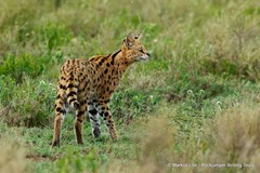 Leptailurus serval
