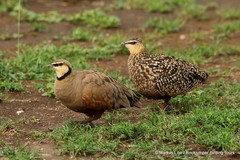 Pterocles gutturalis