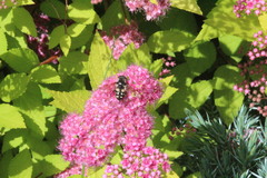 Sericomyia lata