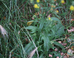 Crepis setosa