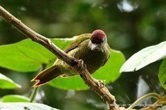 Campethera tullbergi