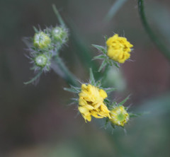 Crepis setosa