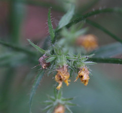 Crepis setosa
