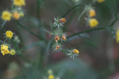 Crepis setosa