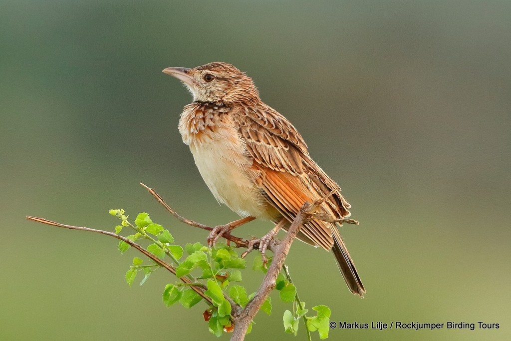 Red-winged Lark (Corypha hypermetra) photo