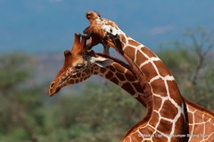 Giraffa camelopardalis reticulata