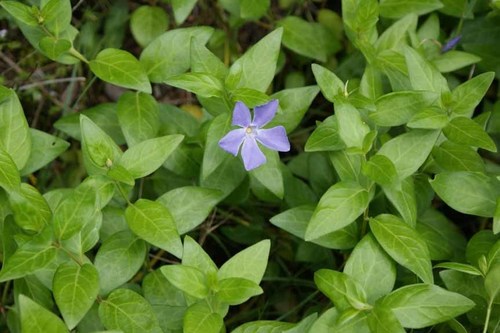 Intermediate Periwinkle