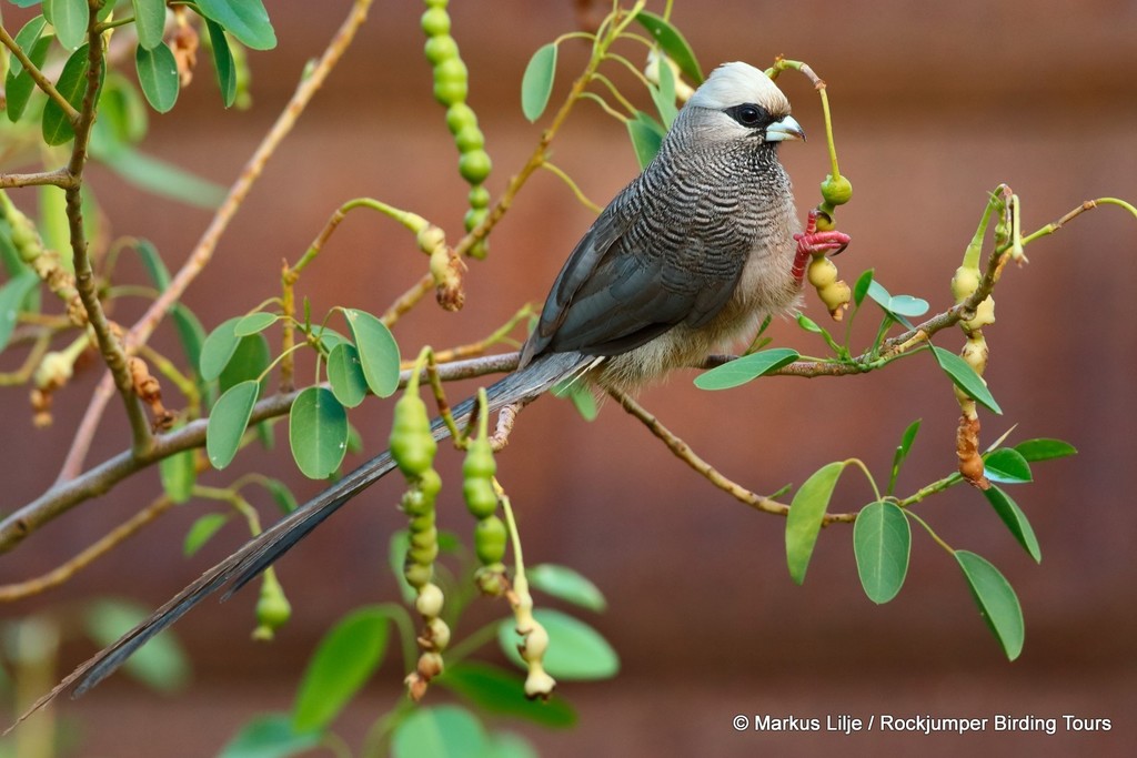White-headed Mousebird