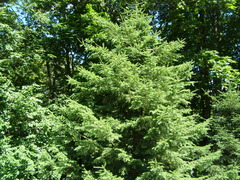 Picea brachytyla