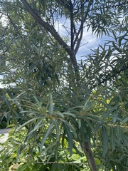 Hippophae