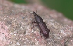 Euophryum